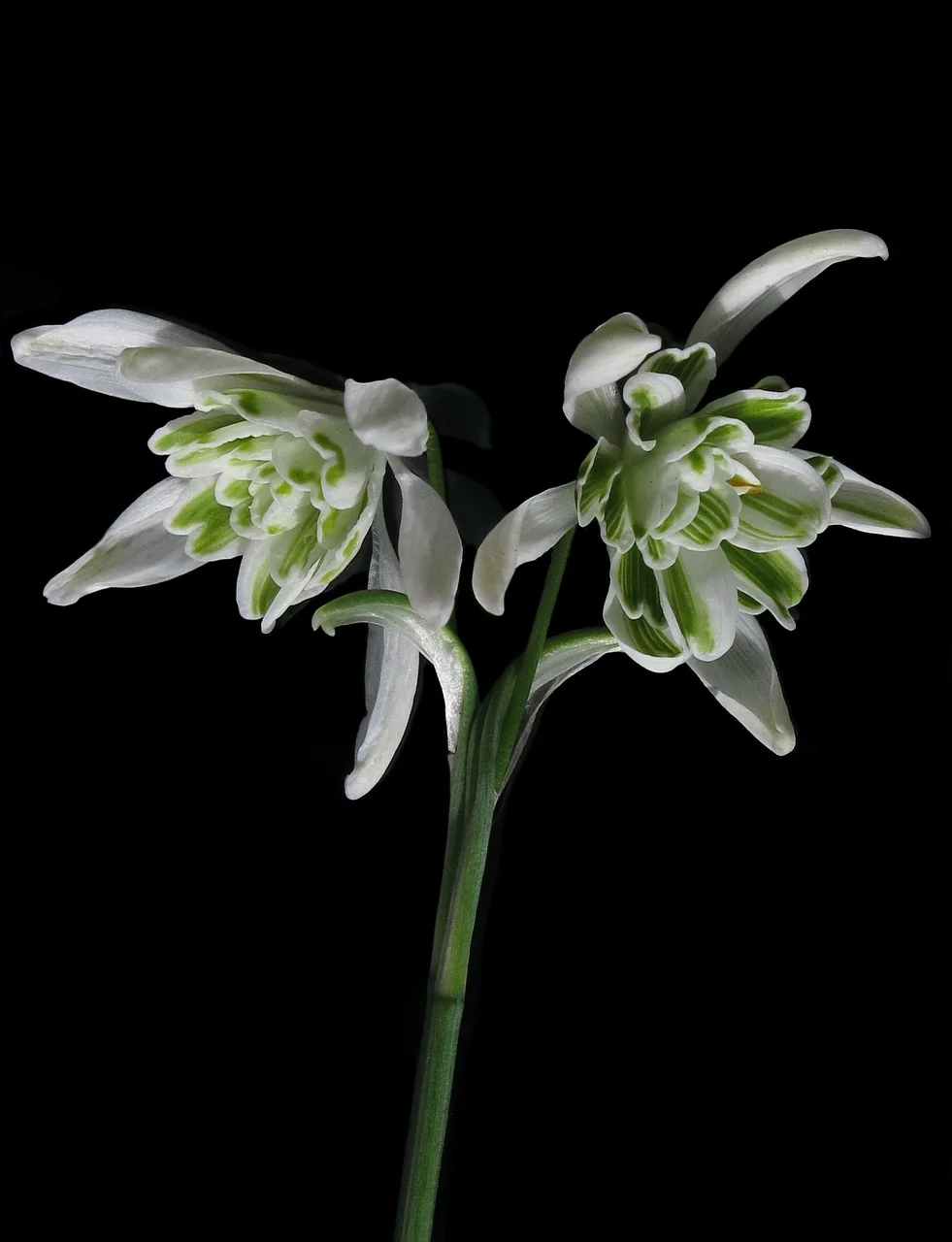 Fleurs blanches déposées sur une sépulture en hommage au défunt