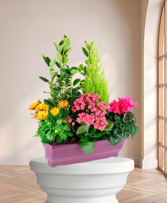 Plante de deuil "Amour Eternel" – Fleurs de deuil Marseille